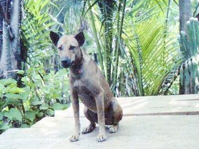 Anjing - Yoko.jpg